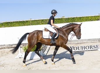 Westfaal, Ruin, 5 Jaar, 168 cm, Bruin