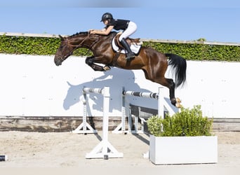 Westfaal, Ruin, 5 Jaar, 168 cm, Bruin