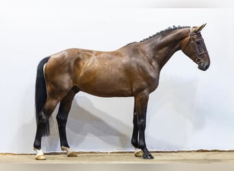 Westfaal, Ruin, 5 Jaar, 168 cm, Bruin