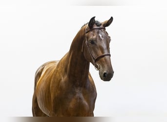 Westfaal, Ruin, 5 Jaar, 168 cm, Bruin