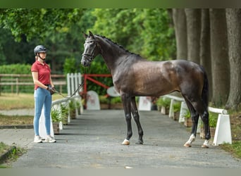 Westfaal, Ruin, 5 Jaar, 168 cm, Donkerbruin