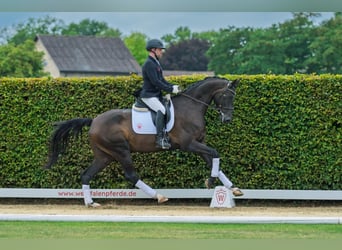 Westfaal, Ruin, 5 Jaar, 168 cm, Donkerbruin