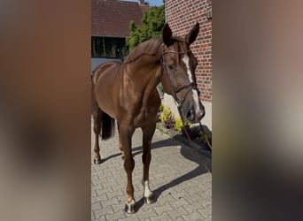 Westfaal, Ruin, 5 Jaar, 168 cm, Donkere-vos