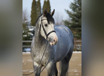 Westfaal, Ruin, 5 Jaar, 168 cm, Schimmel