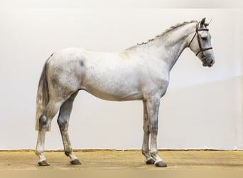 Westfaal, Ruin, 5 Jaar, 168 cm, Schimmel
