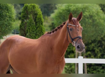 Westfaal, Ruin, 5 Jaar, 168 cm, Vos