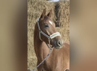 Westfaal, Ruin, 5 Jaar, 168 cm, Vos