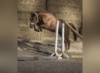 Westfaal, Ruin, 5 Jaar, 168 cm, Vos