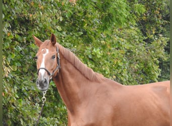 Westfaal, Ruin, 5 Jaar, 168 cm, Vos