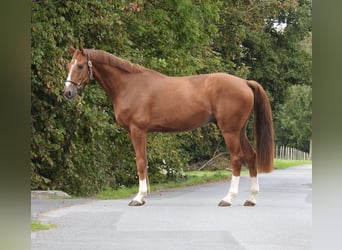 Westfaal, Ruin, 5 Jaar, 168 cm, Vos