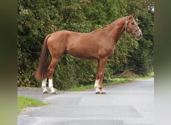 Westfaal, Ruin, 5 Jaar, 168 cm, Vos