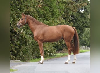 Westfaal, Ruin, 5 Jaar, 168 cm, Vos