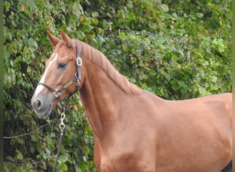 Westfaal, Ruin, 5 Jaar, 168 cm, Vos
