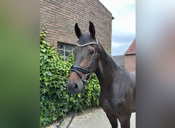 Westfaal, Ruin, 5 Jaar, 169 cm, Bruin