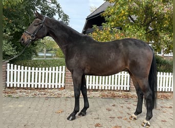 Westfaal, Ruin, 5 Jaar, 169 cm, Bruin