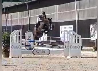 Westfaal, Ruin, 5 Jaar, 169 cm, Bruin