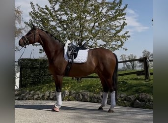 Westfaal, Ruin, 5 Jaar, 169 cm, Donkerbruin