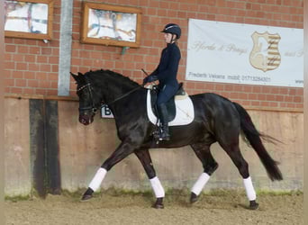 Westfaal, Ruin, 5 Jaar, 169 cm, Zwart