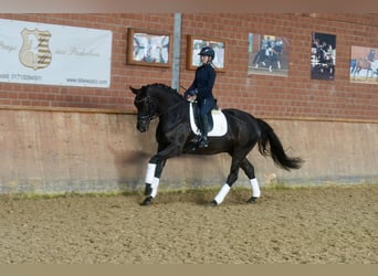 Westfaal, Ruin, 5 Jaar, 169 cm, Zwart