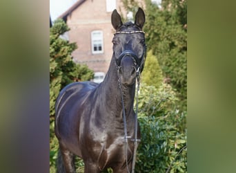 Westfaal, Ruin, 5 Jaar, 169 cm, Zwart