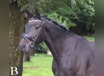 Westfaal, Ruin, 5 Jaar, 169 cm, Zwartbruin