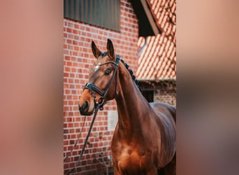 Westfaal, Ruin, 5 Jaar, 170 cm, Bruin
