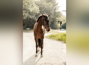Westfaal, Ruin, 5 Jaar, 170 cm, Donkerbruin