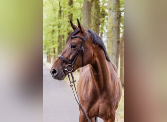 Westfaal, Ruin, 5 Jaar, 170 cm, Donkerbruin