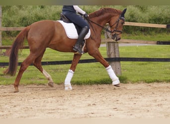 Westfaal, Ruin, 5 Jaar, 170 cm, Donkere-vos