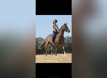 Westfaal, Ruin, 5 Jaar, 170 cm, Donkere-vos