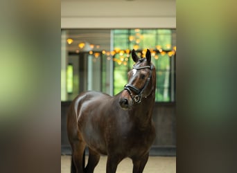 Westfaal, Ruin, 5 Jaar, 170 cm, Roodbruin