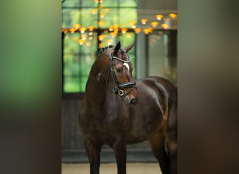 Westfaal, Ruin, 5 Jaar, 170 cm, Roodbruin