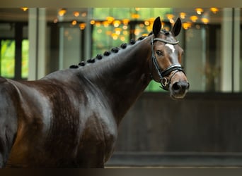 Westfaal, Ruin, 5 Jaar, 170 cm, Roodbruin