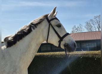 Westfaal, Ruin, 5 Jaar, 170 cm, Schimmel