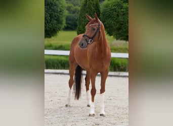 Westfaal, Ruin, 5 Jaar, 170 cm, Vos