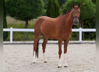 Westfaal, Ruin, 5 Jaar, 170 cm, Vos