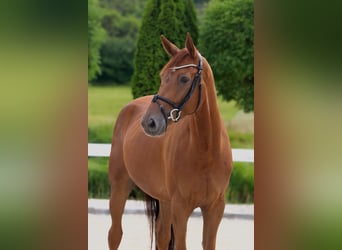 Westfaal, Ruin, 5 Jaar, 170 cm, Vos