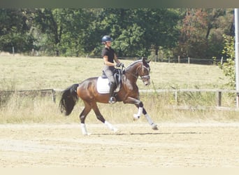 Westfaal, Ruin, 5 Jaar, 171 cm, Bruin