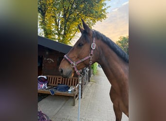 Westfaal, Ruin, 5 Jaar, 171 cm, Bruin
