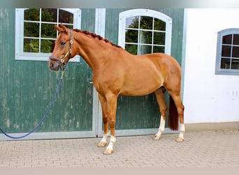 Westfaal, Ruin, 5 Jaar, 171 cm, Vos