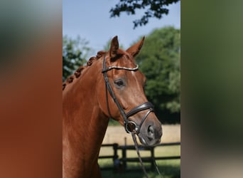 Westfaal, Ruin, 5 Jaar, 171 cm, Vos