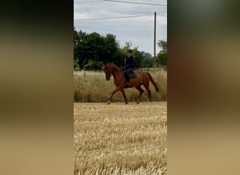 Westfaal, Ruin, 5 Jaar, 171 cm, Vos