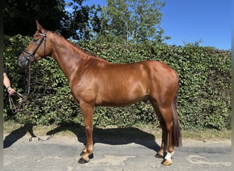 Westfaal, Ruin, 5 Jaar, 171 cm, Vos