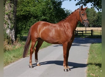 Westfaal, Ruin, 5 Jaar, 171 cm, Vos