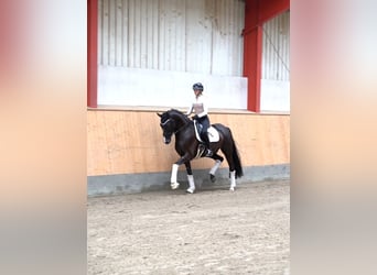 Westfaal, Ruin, 5 Jaar, 171 cm, Zwart