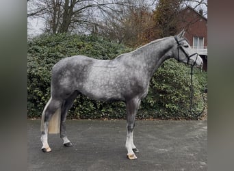 Westfaal, Ruin, 5 Jaar, 172 cm, Appelschimmel