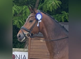 Westfaal, Ruin, 5 Jaar, 172 cm, Bruin