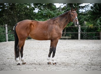 Westfaal, Ruin, 5 Jaar, 172 cm, Bruin
