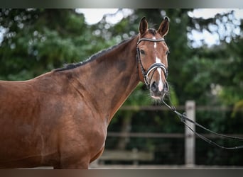 Westfaal, Ruin, 5 Jaar, 172 cm, Bruin