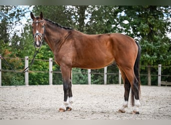 Westfaal, Ruin, 5 Jaar, 172 cm, Bruin